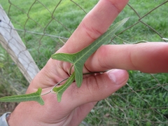 Araujia angustifolia