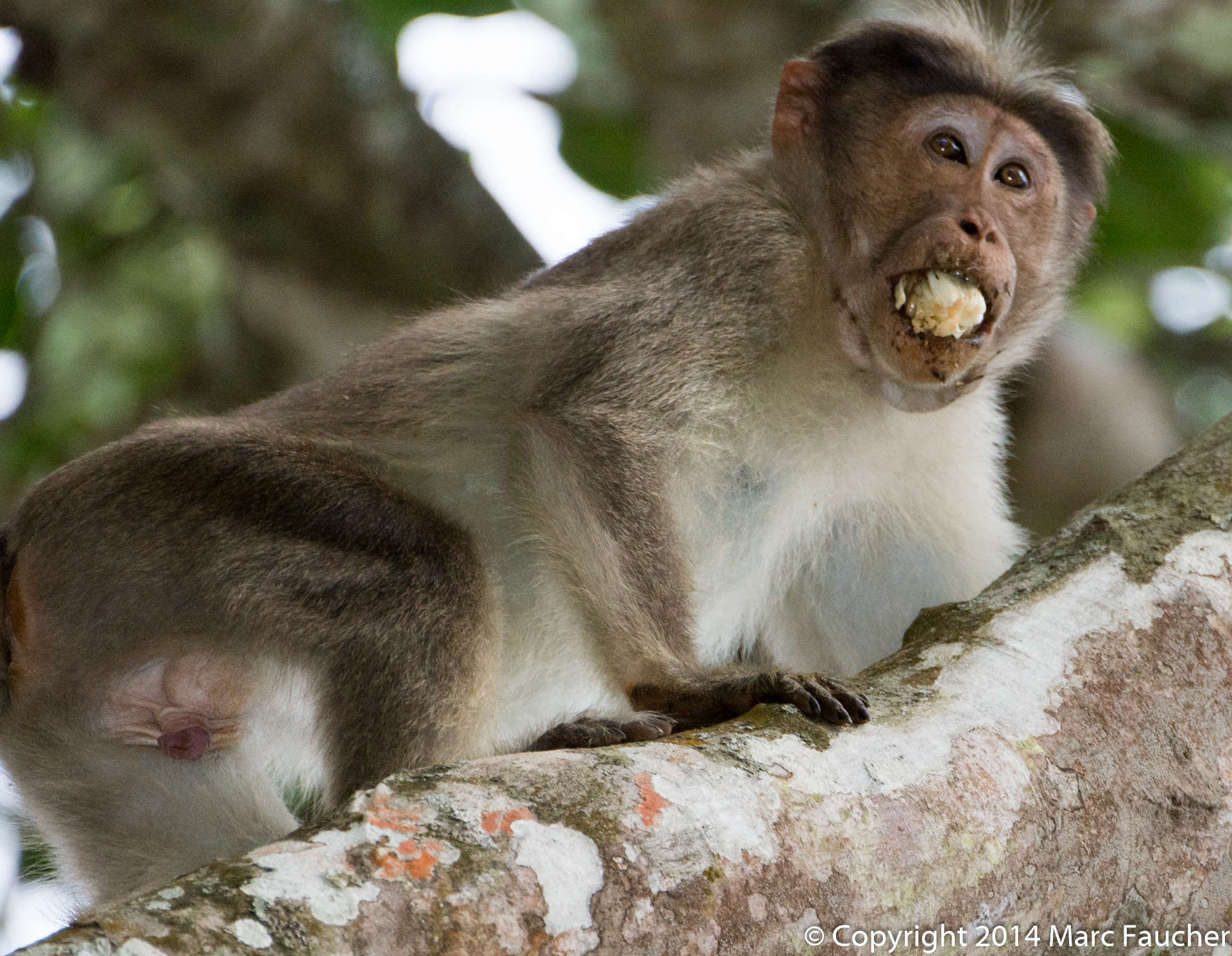 Bonnet macaque