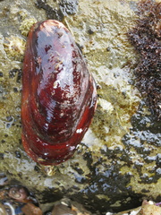 Modiolus capax
