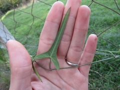 Araujia angustifolia