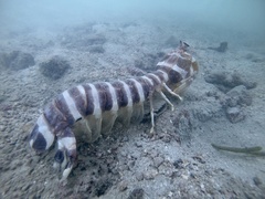 Lysiosquillina maculata