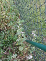Malva multiflora