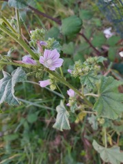 Malva multiflora
