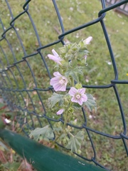 Malva multiflora