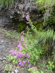 Penstemon campanulatus