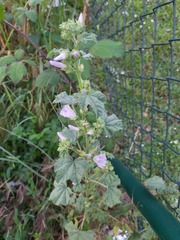 Malva multiflora