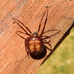 Steatoda bipunctata