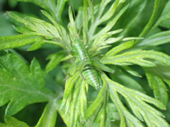 Tettigonia orientalis