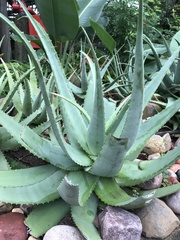 Aloe chabaudii