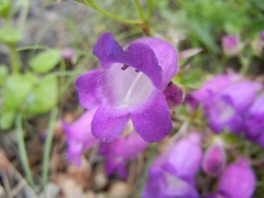 Penstemon campanulatus