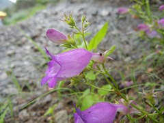 Penstemon campanulatus