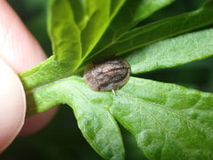 Cassida fuscorufa