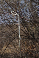 Psammophis leightoni