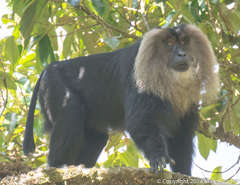 Macaca silenus