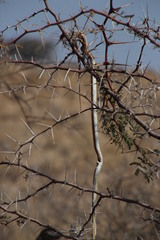 Psammophis leightoni
