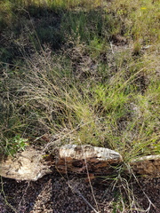 Trichanthecium natalense