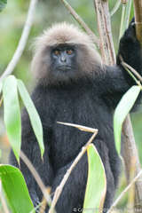 Semnopithecus johnii