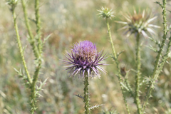 Onopordum boissierianum