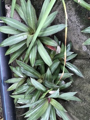 Tradescantia spathacea