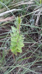Brachystelma gerrardii