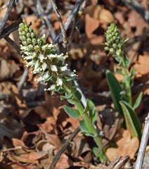 Veronica plantaginea