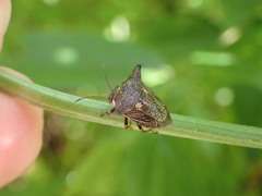 Alcimocoris japonensis
