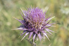 Onopordum boissierianum