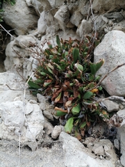 Limonium minutiflorum