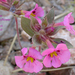 Bigelow's Monkeyflower - Photo (c) Len Blumin, some rights reserved (CC BY-NC-ND)