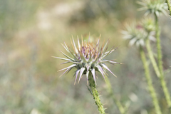 Onopordum boissierianum