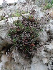 Limonium minutiflorum