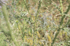 Onopordum boissierianum