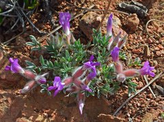 Oxytropis multiceps