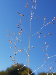 Trichanthecium natalense