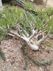 Commiphora kraeuseliana