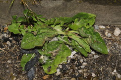 Plantago major