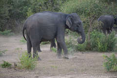 Elephas maximus maximus