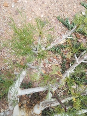 Commiphora kraeuseliana