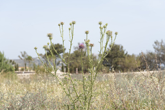 Onopordum boissierianum