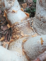 Commiphora kraeuseliana