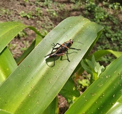 Taeniopoda varipennis