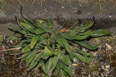 Plantago lanceolata