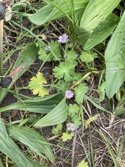 Geranium molle