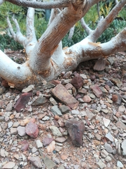 Commiphora kraeuseliana