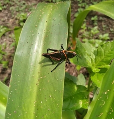 Taeniopoda varipennis