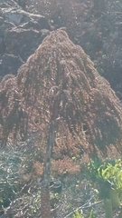 Aeonium urbicum