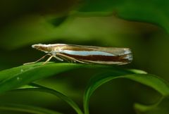 Orocrambus apicellus