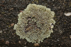 Protoparmeliopsis muralis