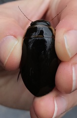 Dytiscus cordieri