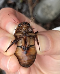 Dytiscus cordieri